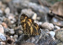 Symbrenthia niphanda