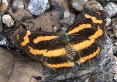 Symbrenthia niphanda