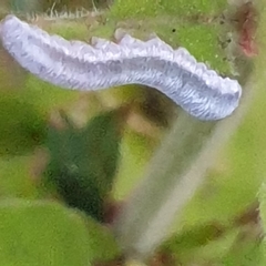 Monostegia abdominalis