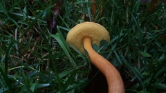 Boletus harrisonii