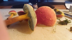 Boletus harrisonii