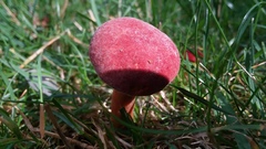Boletus harrisonii