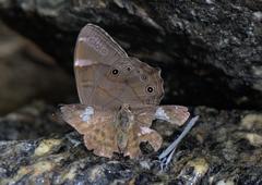 Pseudocoladenia dan fatih