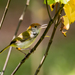 Dark-necked Tailorbird - Photo (c) liltography, some rights reserved (CC BY-NC)
