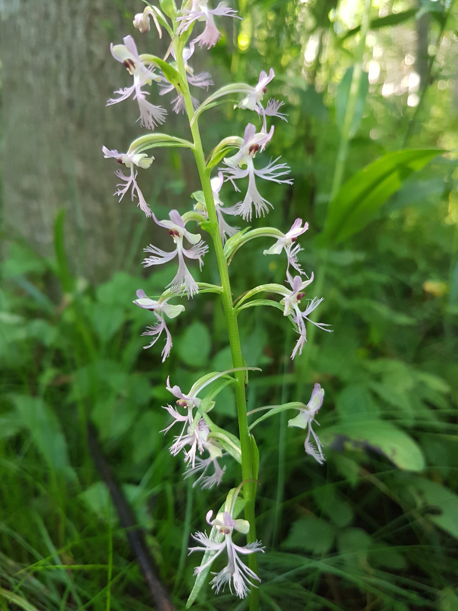 Platanthera X andrewsii