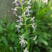 Platanthera × andrewsii - Photo (c) Rob Routledge, μερικά δικαιώματα διατηρούνται (CC BY-NC), uploaded by Rob Routledge