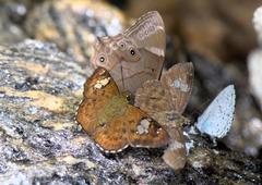 Pseudocoladenia dan fatih