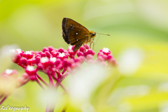 Iambrix salsala salsala