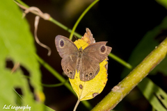 Ypthima baldus newboldi