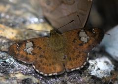 Pseudocoladenia dan fatih