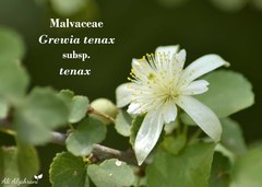 Grewia tenax