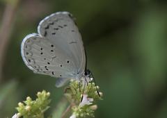 Celastrina gigas