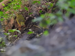 Myiothlypis bivittata