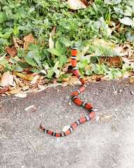 Erythrolamprus bizona