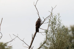 Buteo buteo buteo