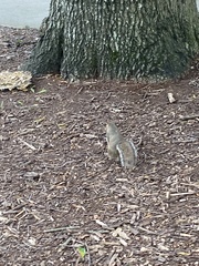 Sciurus carolinensis