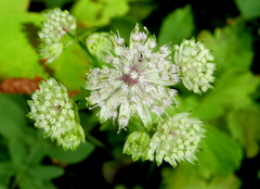 Astrantia major