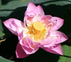 Nelumbo nucifera