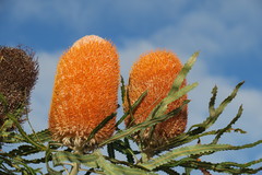 Banksia ashbyi