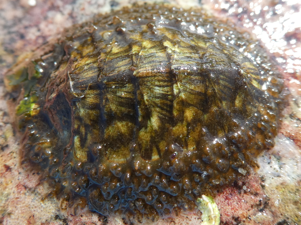 woody chiton