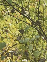 Passer domesticus