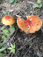 Amanita parcivolvata