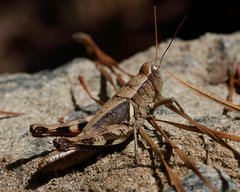 Melanoplus scudderi