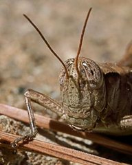 Melanoplus scudderi