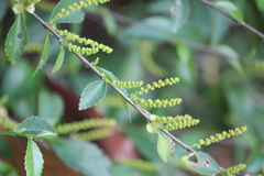 Acalypha siamensis