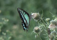 Graphium cloanthus