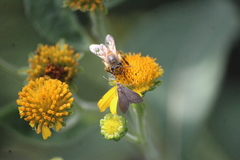 Pyrausta demantrialis