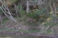 Encephalartos altensteinii