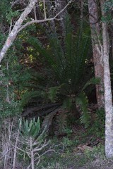 Encephalartos altensteinii