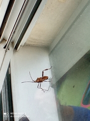Leptoglossus occidentalis