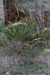 Encephalartos altensteinii