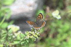Lycaena panava