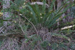 Encephalartos altensteinii