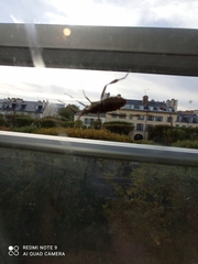Leptoglossus occidentalis