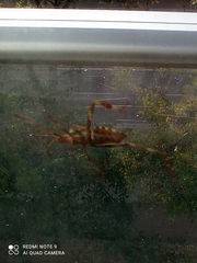 Leptoglossus occidentalis