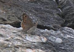Lasiommata schakra