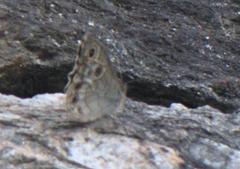 Lasiommata schakra