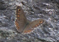 Lasiommata schakra