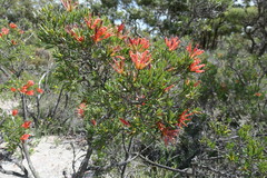 Lambertia multiflora multiflora