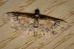 Eupithecia pulchellata