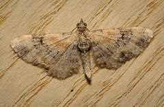 Eupithecia pulchellata