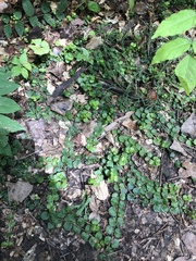 Lysimachia nummularia