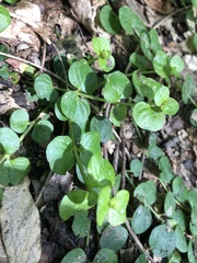 Lysimachia nummularia