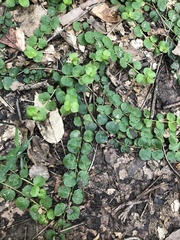 Lysimachia nummularia