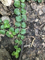 Lysimachia nummularia