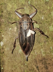 Lethocerus uhleri image
